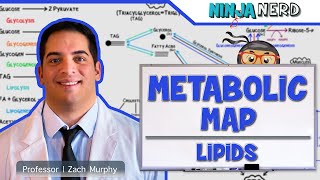 Metabolism  The Metabolic Map Lipids [upl. by Eneleuqcaj]