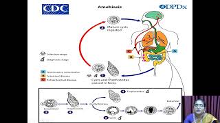 Entamoeba Histolytica  VHNSNCollege Autonomous [upl. by Mabelle]