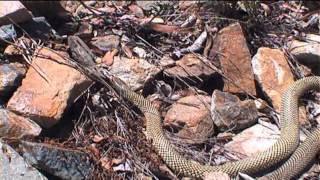 Mulga Snake [upl. by Anitserp]