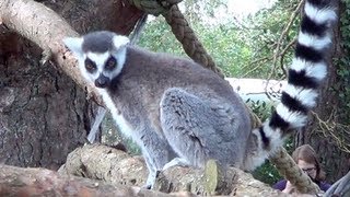 Lemurs at Monkey World [upl. by Ahsenod]