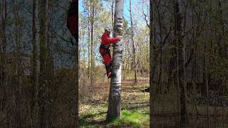 HOW TO CLIMB TREE USING SPIKES [upl. by Armillia381]