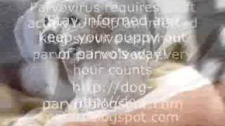 Dog Parvo  The deadliest viral disease of dogs [upl. by Trudie]