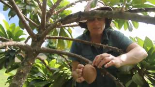 Mamey Sapote Tree  When is it ripe [upl. by Gibbs317]