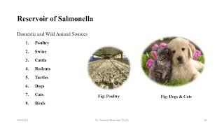 Salmonella typhi [upl. by Aramoy]