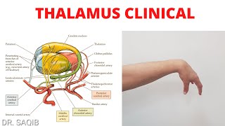 Thalamus Clinicals  Blood Supply of Thalamus  WernickeKorsakoff Syndrome  Thalamic Hand [upl. by Onit571]