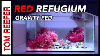 5 Gallon Refugium Tour  6 Month Update AMAZING RED GRACILARIA [upl. by Tomasine]