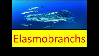 Elasmobranchs [upl. by Schilit]