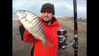 surfcasting spigole da kg mormora 1kg e eventi [upl. by Anelagna143]