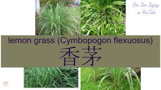 quotLEMON GRASS CYMBOPOGON FLEXUOSUSquot in Cantonese 香茅  Flashcard [upl. by Sutherland]