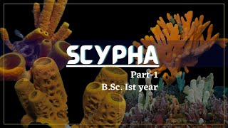 Porifera  Scypha part1  Zoology [upl. by Cranford]