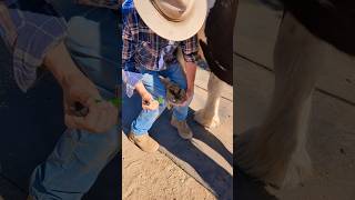 Now thats a ROCK horse hoof barn asmrcleaning cleaning asmr [upl. by Amrita]