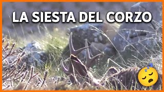 ⚠️ ATENCIÓN ⚠️ CORZO EN PLENA SIESTA  Corzos ladrando en Soria 🦌💥  Videos de Caza [upl. by Ode771]