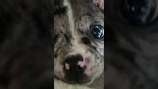 My over a yeardog doglover edit editing happy youngers song songlyrics sub subscribe like [upl. by Cullin]