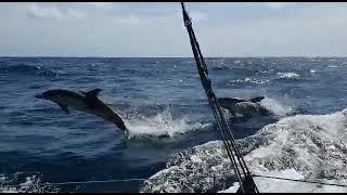 GUYADER BERMUDES 1000 RACE  Journal de bord  Part 3  12052022  VOILE BANQUE POPULAIRE [upl. by Courtnay955]