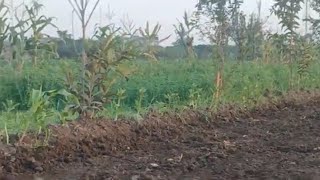 Wheat clover and fruit tree planting season [upl. by Kristan]