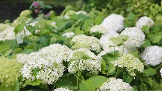 Learn About the Best Hydrangeas for our Gardens [upl. by Amilb]