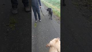 Training mit Cane Corso Malou canecorso hundetraining hunde [upl. by Banerjee]