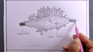 how to draw a spongillaspongilla drawing [upl. by Jariah]