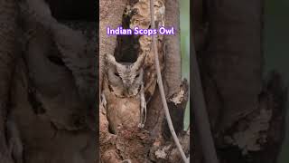 Indian Scops Owl youtubeshorts [upl. by Asereht729]