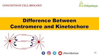 Centromere vs Kinetochore  Cell Biology Basics  HSC  CSIR  GATE  NEET  DBT [upl. by Anead732]