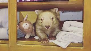 Wombat is the cutest animal in the world that you need to know [upl. by Andersen963]