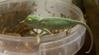 Cute baby chameleons eat fruit flies Ch calyptratus Inferion7 [upl. by Yattirb]