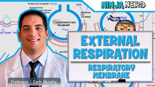 Respiratory  External Respiration Thickness amp Surface Area of Respiratory Membrane [upl. by Akzseinga]