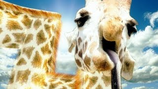 TORTICOLIS  Giraffe Senpai [upl. by Revkah]