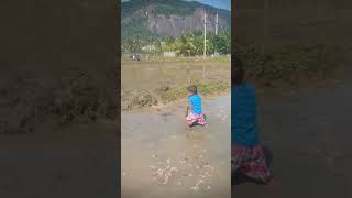 Paddy cultivation Subscribe pls [upl. by Panchito375]