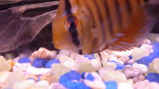 Peces Disco arrojando parasitos sin usar Metronidazol Full video [upl. by Wolcott]