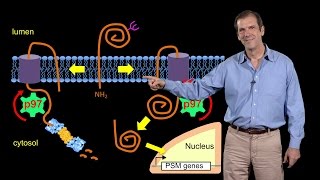 Deshaies Amgen 3 Targeting the ubiquitinproteasome system in cancer [upl. by Assirrac]