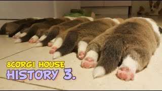 잘자고 잘먹고 잘싸면 칭찬받는 귀여운 일상 😉 8코기네 히스토리 Ep3 8 Corgi House History Ep3 cute routine [upl. by Nekal]