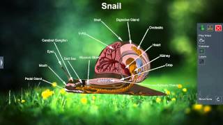 Snail [upl. by Calisa161]