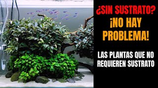 Las Plantas Que Crecen Sin Sustrato  Plantas Epífitas [upl. by Bobette379]