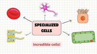 Specialized Cells Explained for Grade 6  IGCSE [upl. by Ruffina717]