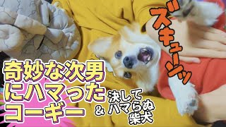 【犬猫アテレコ】次男に愛される犬たち [upl. by Anyt]