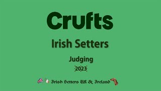 Crufts Irish Setter Judging 2023 [upl. by Milburr]