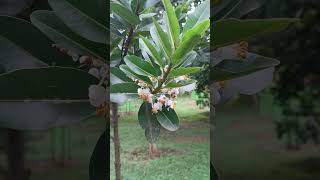 Flowers of Calophyllum inophyllum in State Botanical Garden [upl. by Anaitit]