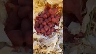 Hamster Babies How Many in Total 😮🙀🎊 Surprised 😍😘 Funny satisfying shorts viral amazing bbb💖 [upl. by Leunamme]