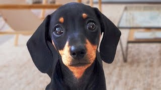 Funny Dachshund Dogs Compilation [upl. by Anaeg]