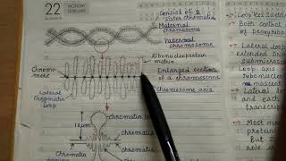 Giant Chromosomes l Polytene Chromosome l Lampbursh chromosome l complete notes [upl. by Aitsirhc]