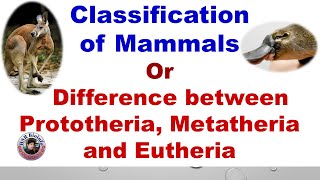 Classification of mammals  Difference between Prototheria Metatheria and Eutheria  HSR Bioinfo [upl. by Medin]