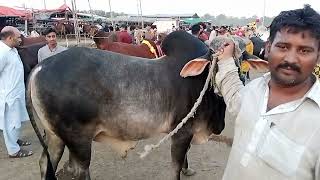 Bakra mandi pakistan 2023   Lahore  Qurbani 2023  Brahman  Sahiwal  Shapurknjra Lahore  Love [upl. by Eob]