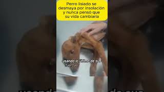 Perro lisiado se desmaya por insolación y shorts emotionalstory realstory story pets stories [upl. by Strawn]