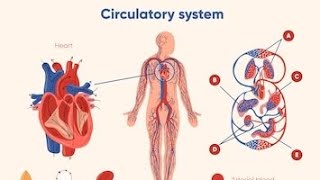 Alp biology classes cerculatory systemrailway ntpcalprrb ntpc rrb ntpc preparation circulation [upl. by Ringe166]