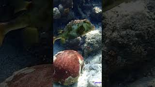 Buffalo Trunkfish Fantasy Island Roatan snorkelroatan Fantasy island [upl. by Zetnod]