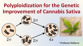 Polyploidization for the Genetic Improvment of Cannabis Sativa [upl. by Bloxberg]