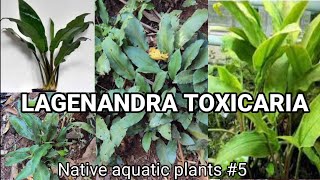 LAGENANDRA TOXICARIAaquarium plant native aquatic plant wild hunt [upl. by Bonner]