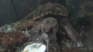 turtle eats live mouse whole [upl. by Schaffel]