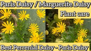 Paris Daisy Plant Care How to grow and care Paris daisyArgyranthemum frutescensmarguerite daisy 🌼 [upl. by Yrolam766]